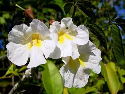 Ipê-da-Restinga: A Beleza Resiliente da Tabebuia elliptica no Litoral