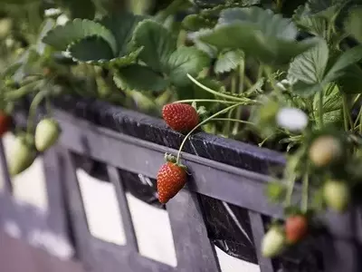 Produtores de Morango em Minas Gerais Ameaçados por Importações de Congelados