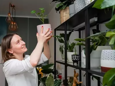 Guia Completo de Plantas Seguras para Ambientes com Gatos