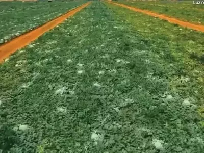 Inovação Agrícola: Filme Protetor Revoluciona o Cultivo de Melancias em Clima Extremo