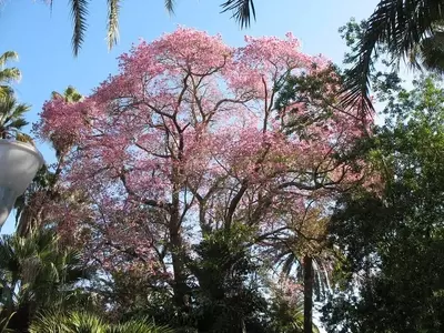 A Magnífica Ceiba pubiflora: Uma Árvore de Esperança e Resiliência