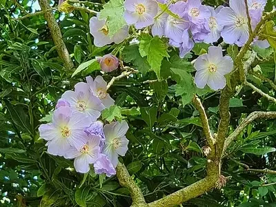 Abutilon vitifolium: Um Arbusto Chileno Elegante para Jardins Amenos