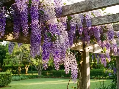 Flor de São Miguel: A Trepadeira que Encanta com Floração Duradoura