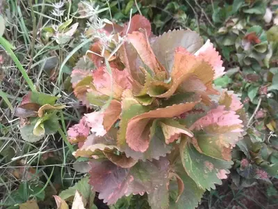 A Magnífica Acalifa Tricolor: Beleza e Versatilidade em Seu Jardim