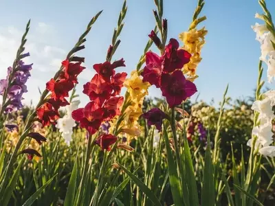 Guia Completo para o Cultivo de Gladíolos: Flores Majestosas no Seu Jardim