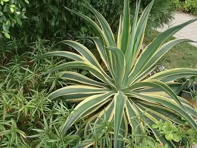Agave desmettiana 'Variegata': Uma Joia Paisagística de Baixa Manutenção