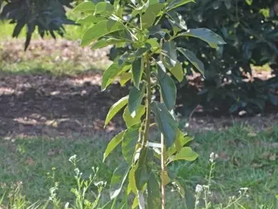 Estratégias Essenciais para o Cultivo Rentável do Abacate