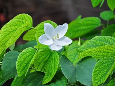 A Magnificência da Bauhinia acuminata: Uma Orquídea Nevada nos Jardins Tropicais