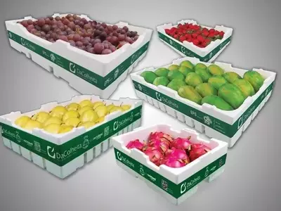 Termotécnica revoluciona transporte de frutas com nova embalagem sustentável