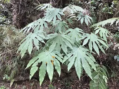 Fatsia polycarpa: Uma Joia Exótica para Jardins Tropicais