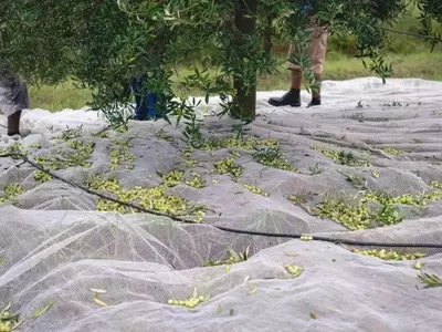 A Produção de Azeite de Oliva no Brasil Rumo a 1 Milhão de Litros em 2026: Uma Nova Era para o Setor Oleícola