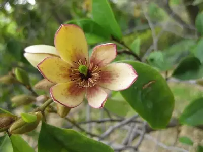 A Magnólia-Figo: Uma Joia Aromática para Jardins