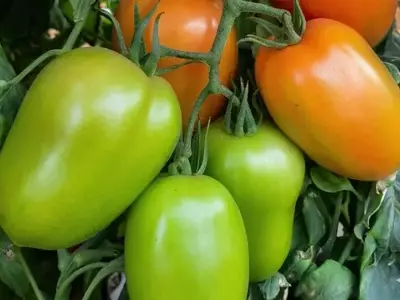 Inovação e Resiliência: O Avanço do Tomate Saladete no Agronegócio Brasileiro
