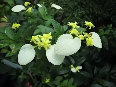 Descobrindo a Pseudomussaenda flava: Uma Joia Amarela para Paisagismo Tropical