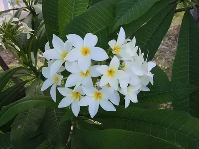 A Magnífica Plumeria Obtusa: Elegância e Perfume no Paisagismo