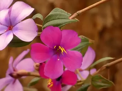 A Magnífica Quaresmeira: Uma Análise Detalhada da Tibouchina lepidota