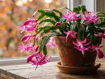 Segredos para uma Floração Deslumbrante da Flor-de-Maio no Outono