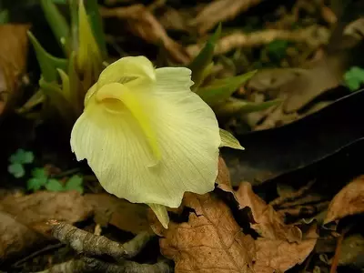 Descobrindo o Gengibre Japonês: Usos, Cultivo e Lendas