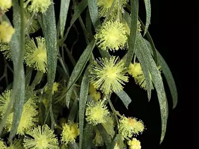 Acácia Cognata: A Elegância em Cascata para Jardins Modernos