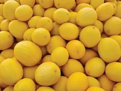 Melão Brasileiro Conquista o Mercado Global: Um Estudo de Sucesso Agrícola