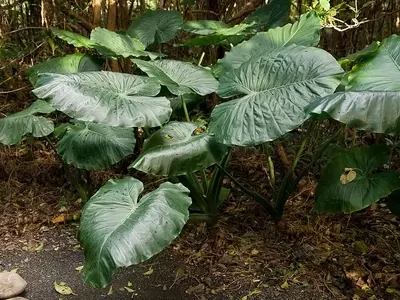 A Magnífica Alocasia Odora: Uma Joia Tropical para Seu Jardim
