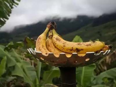 Reconhecimento da Banana do Vale do Ribeira Impulsiona o Agronegócio Local