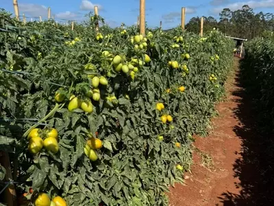 Feira de Negócios do Tomate em Carmópolis de Minas Impulsiona Setor Hortifrutigranjeiro