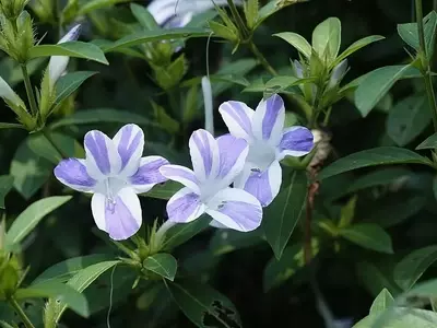 Barleria Cristata: Uma Versátil Violeta Tropical no Paisagismo