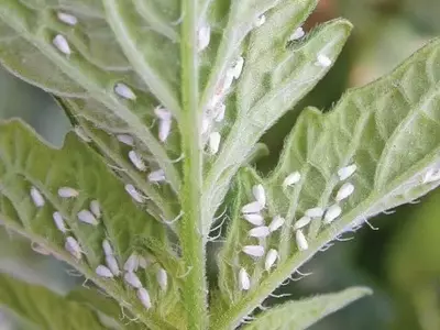 Beauveria bassiana: A Solução Sustentável para o Controle da Mosca-Branca em Tomateiros