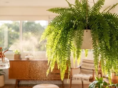 O Guia Essencial para o Cultivo de Samambaias Vibrantes: Revelando Segredos dos Especialistas