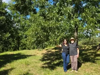 Irrigação Revoluciona Colheita de Noz-Pecã no Rio Grande do Sul