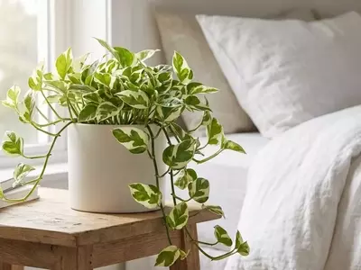 Jiboia Njoy: A Revolução Verde na Purificação do Ar Doméstico, Apoiada pela NASA