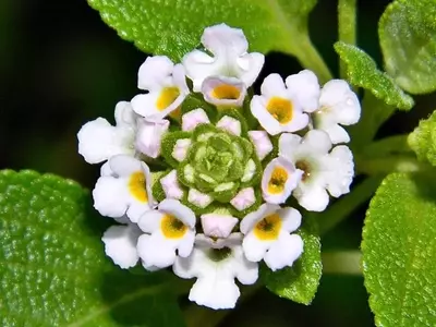Lantana Involucrata: Beleza Delicada e Resiliência Costeira