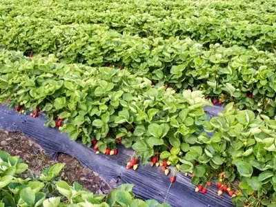 Aumento da Produção de Morangos em 2026 Impulsiona a Necessidade de Controle da Praga Pulgão-da-Raiz