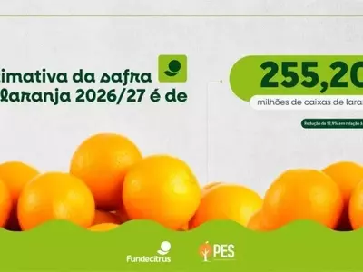 Previsão da Colheita de Laranja 2026/27 Indica Queda Signficativa Devido a Fatores Climáticos e Doenças