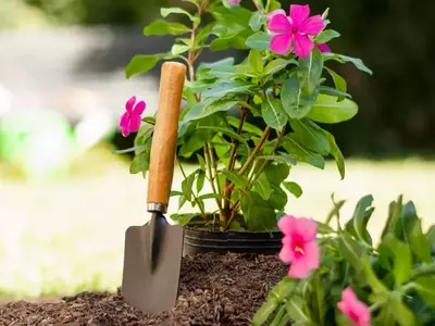 Guia Abrangente para o Cuidado da Horta no Inverno