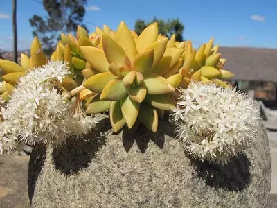 Sedum Nussbaumerianum: Um Toque Dourado no Seu Jardim
