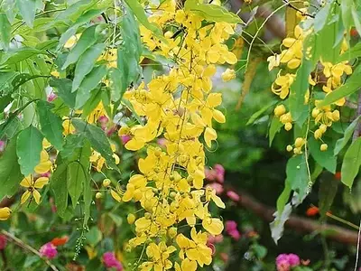 Cassia leiandra: Uma Espécie Amazônica Promissora para Paisagismo