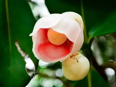 Clusia hilariana: Elegância e Resiliência nas Paisagens Costeiras Brasileiras
