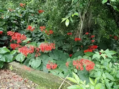 A Exuberância do Clerodendrum japonicum: A Flor-Pagode Vermelha