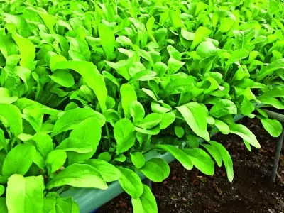 Aumento da Produção de Rúcula com Hidroponia: Uma Análise Detalhada