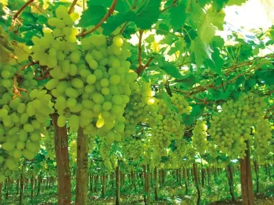 Gestão Nutricional da Uva de Mesa: Guia para o Cultivo Ideal