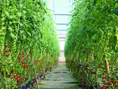 A Importância da Escolha Certa de Filmes Agrícolas para o Cultivo de Tomates