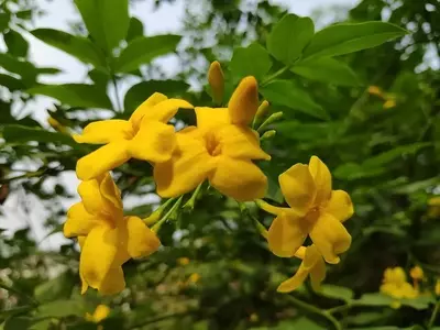 A Magnificência do Jasmim-Humilde: Uma Beleza Amarela com Essência Suave