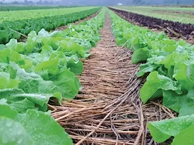 Avanço do Sistema de Plantio Direto de Hortaliças no Brasil
