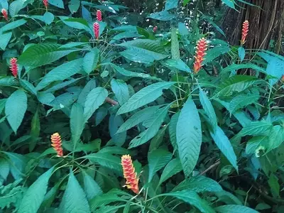 Desvendando a Aphelandra liboniana: Uma Beleza Tropical Essencial para o Paisagismo Sombreado