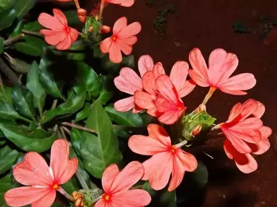 Crossandra infundibuliformis: A Flor Tropical de Fogo que Encanta