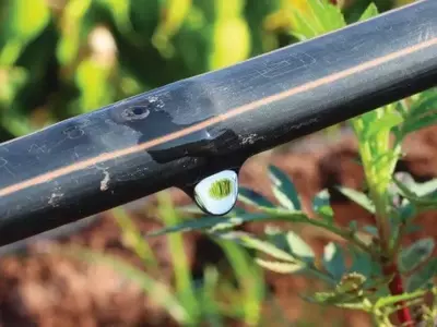 Inovação na Horticultura: O Sistema de Fertirrigação de Precisão da Netafim