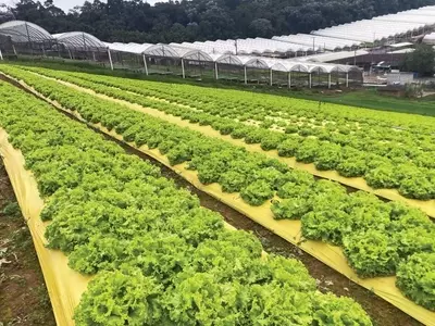 Plasticultura BR: Inovações Agrícolas para Cultivo de Hortaliças e Frutas