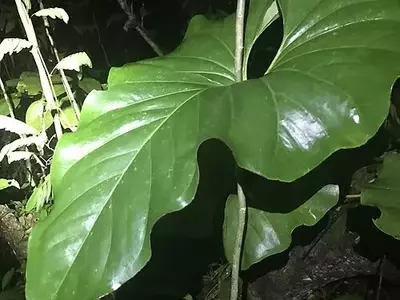 Anthurium brownii: Uma Elegância Natural para Seu Jardim
